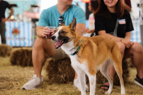 Brown and white medium sized dog