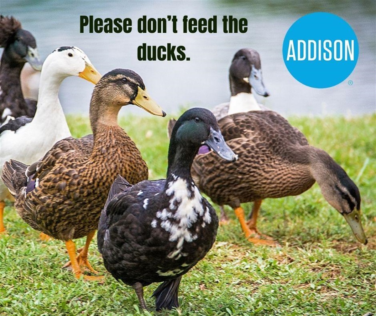 Feeding Ducks and Geese Can Do More Harm Than Good - Addison, Texas